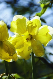 Narcis Cassata